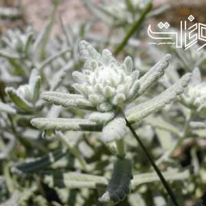 عرق کلپوره