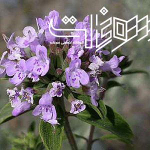 عرق کاکوتی