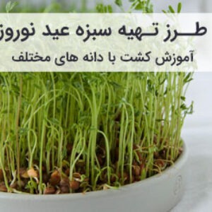 طرز تهیه سبزه عید